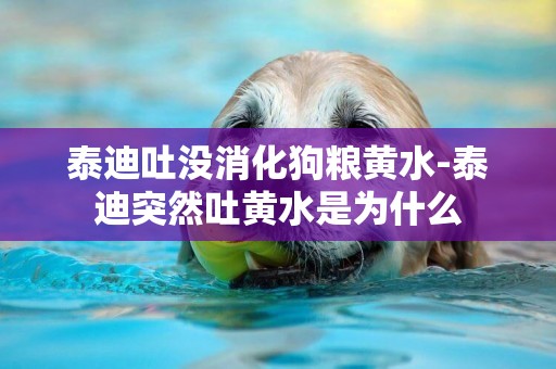 泰迪吐沒消化狗糧黃水-泰迪突然吐黃水是為什么