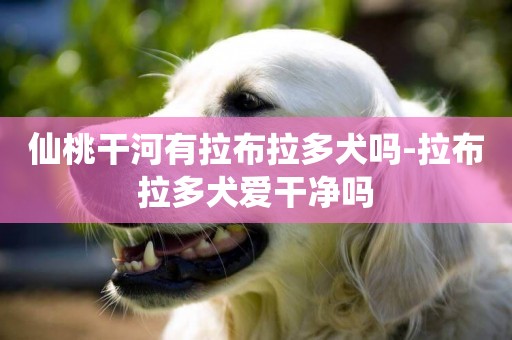 仙桃干河有拉布拉多犬嗎-拉布拉多犬愛干凈嗎