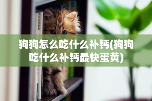狗狗怎么吃什么補鈣(狗狗吃什么補鈣最快蛋黃)
