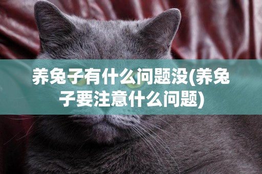養兔子有什么問題沒(養兔子要注意什么問題)