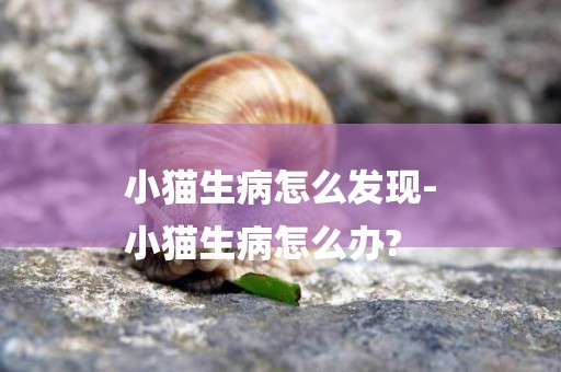 小貓生病怎么發現-
小貓生病怎么辦?