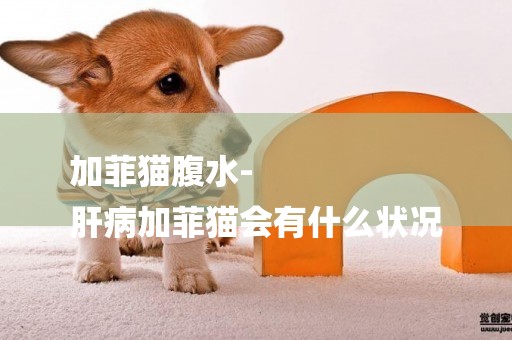 加菲貓腹水-
肝病加菲貓會有什么狀況