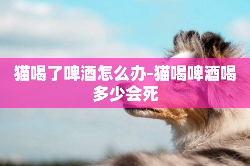 貓喝了啤酒怎么辦-貓喝啤酒喝多少會死