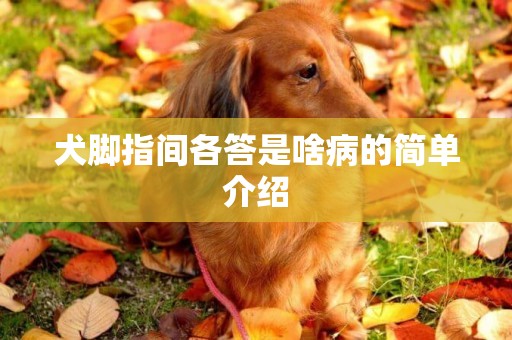 犬腳指間各答是啥病的簡單介紹