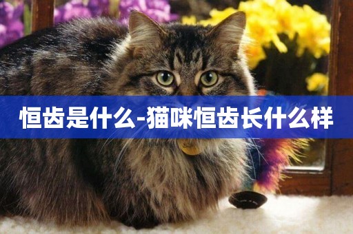 恒齒是什么-貓咪恒齒長什么樣