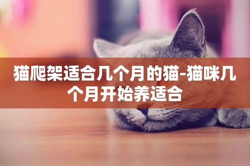 貓爬架適合幾個月的貓-貓咪幾個月開始養適合