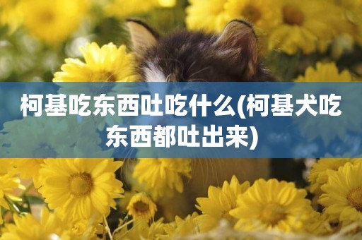 柯基吃東西吐吃什么(柯基犬吃東西都吐出來)
