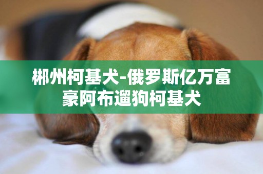 郴州柯基犬-俄羅斯億萬富豪阿布遛狗柯基犬