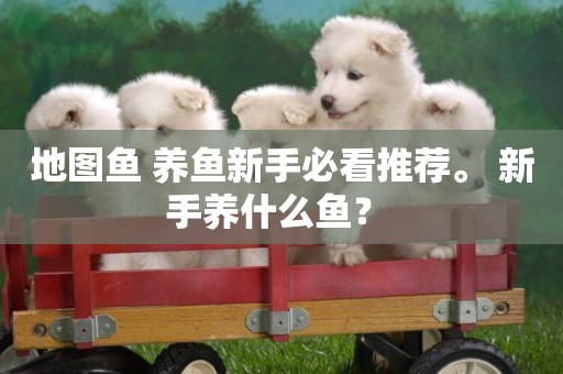 地圖魚 養魚新手必看推薦。 新手養什么魚？ 