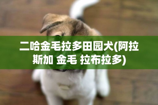 二哈金毛拉多田園犬(阿拉斯加 金毛 拉布拉多)