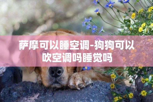 薩摩可以睡空調-狗狗可以吹空調嗎睡覺嗎