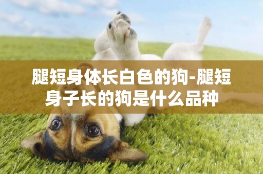 腿短身體長白色的狗-腿短身子長的狗是什么品種