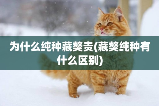 為什么純種藏獒貴(藏獒純種有什么區別)