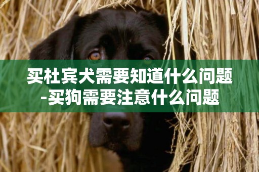 買杜賓犬需要知道什么問題-買狗需要注意什么問題