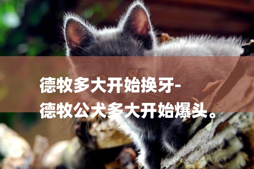 德牧多大開始換牙-
德牧公犬多大開始爆頭。