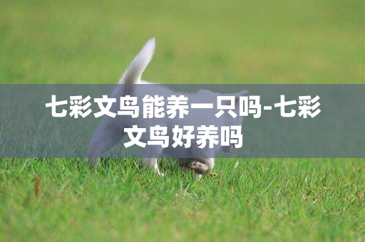 七彩文鳥能養一只嗎-七彩文鳥好養嗎