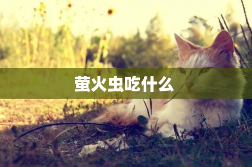 螢火蟲吃什么 
