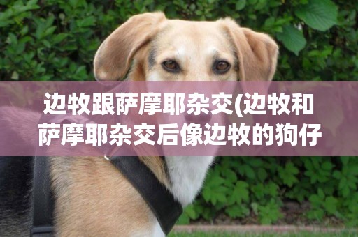 邊牧跟薩摩耶雜交(邊牧和薩摩耶雜交后像邊牧的狗仔)