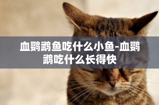 血鸚鵡魚吃什么小魚-血鸚鵡吃什么長得快