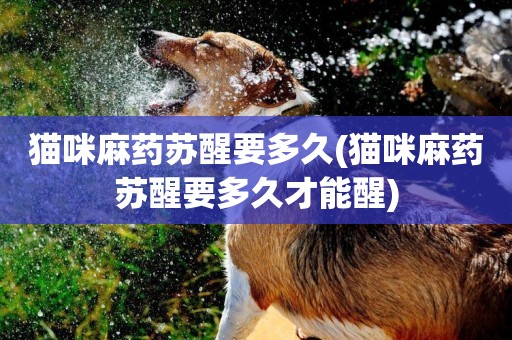 貓咪麻藥蘇醒要多久(貓咪麻藥蘇醒要多久才能醒)