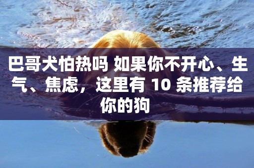 巴哥犬怕熱嗎 如果你不開心、生氣、焦慮，這里有 10 條推薦給你的狗 