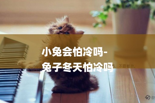 小兔會怕冷嗎-
兔子冬天怕冷嗎