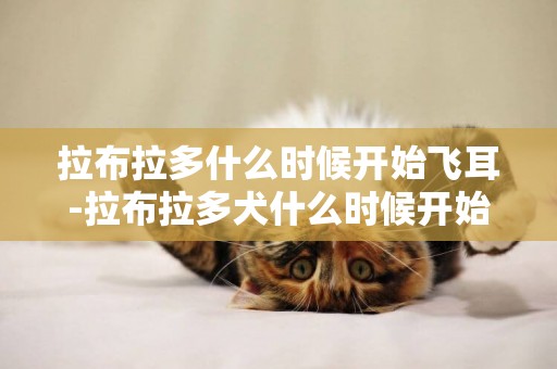 拉布拉多什么時候開始飛耳-拉布拉多犬什么時候開始訓練