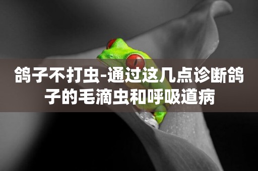 鴿子不打蟲-通過這幾點診斷鴿子的毛滴蟲和呼吸道病