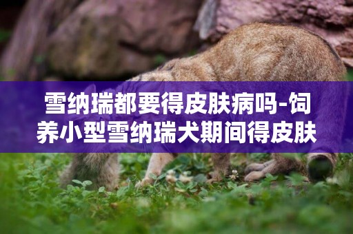 雪納瑞都要得皮膚病嗎-飼養小型雪納瑞犬期間得皮膚病應該怎么辦