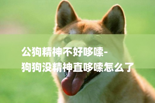 公狗精神不好哆嗦-
狗狗沒精神直哆嗦怎么了