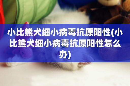 小比熊犬細小病毒抗原陽性(小比熊犬細小病毒抗原陽性怎么辦)