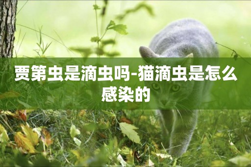 賈第蟲是滴蟲嗎-貓滴蟲是怎么感染的
