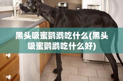 黑頭吸蜜鸚鵡吃什么(黑頭吸蜜鸚鵡吃什么好)
