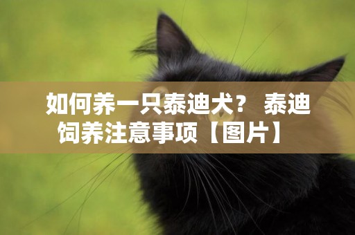 如何養一只泰迪犬？ 泰迪飼養注意事項【圖片】 