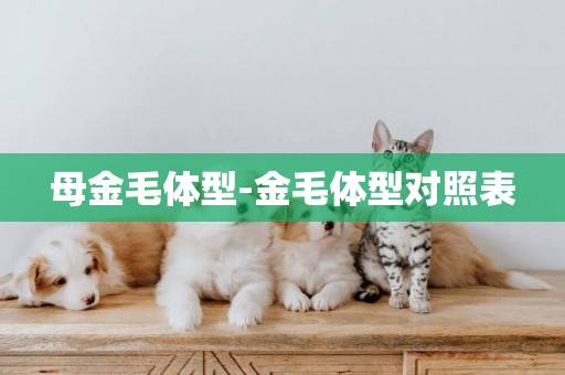 母金毛體型-金毛體型對照表