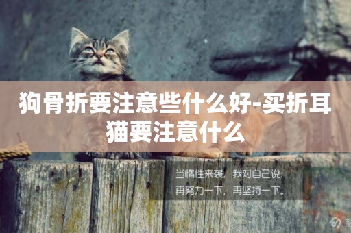 狗骨折要注意些什么好-買折耳貓要注意什么
