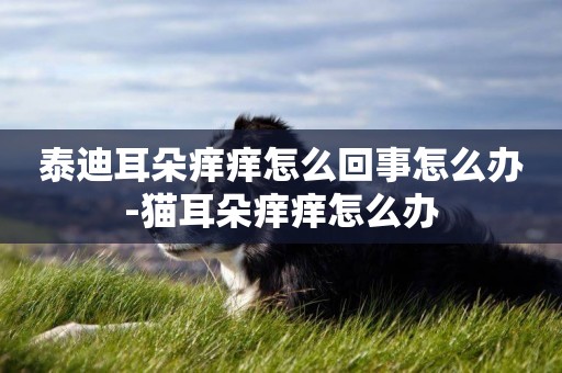 泰迪耳朵癢癢怎么回事怎么辦-貓耳朵癢癢怎么辦
