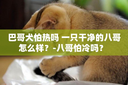 巴哥犬怕熱嗎 一只干凈的八哥怎么樣？-八哥怕冷嗎？ 
