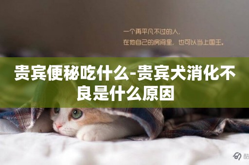 貴賓便秘吃什么-貴賓犬消化不良是什么原因