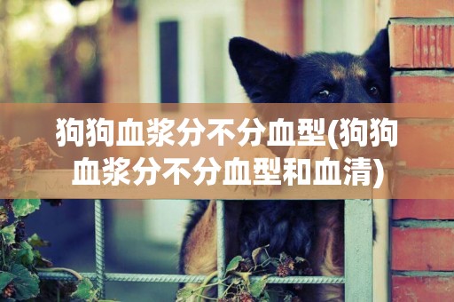 狗狗血漿分不分血型(狗狗血漿分不分血型和血清)