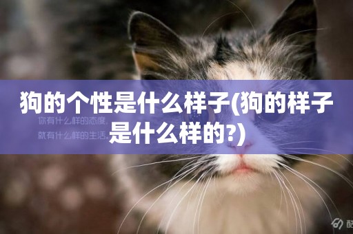 狗的個性是什么樣子(狗的樣子是什么樣的?)
