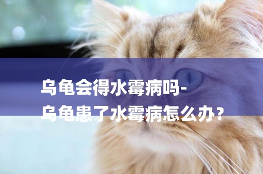 烏龜會得水霉病嗎-
烏龜患了水霉病怎么辦？