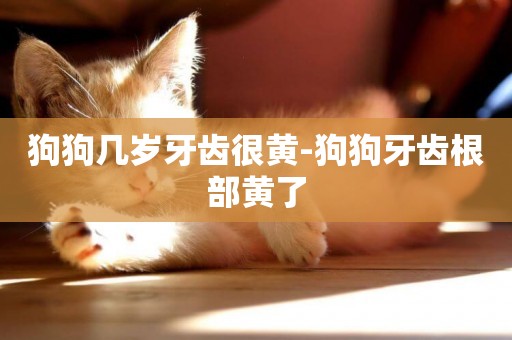 狗狗幾歲牙齒很黃-狗狗牙齒根部黃了