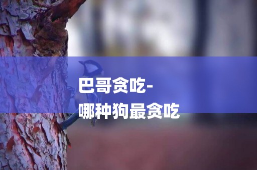 巴哥貪吃-
哪種狗最貪吃