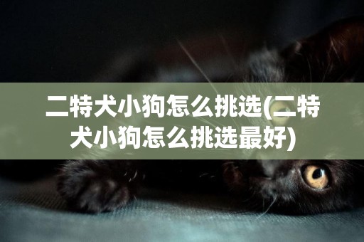 二特犬小狗怎么挑選(二特犬小狗怎么挑選最好)