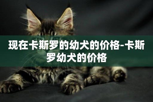 現在卡斯羅的幼犬的價格-卡斯羅幼犬的價格