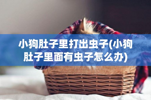 小狗肚子里打出蟲子(小狗肚子里面有蟲子怎么辦)