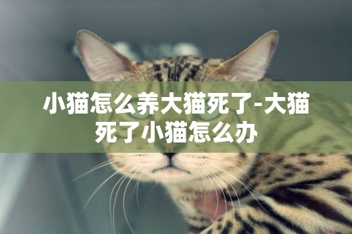 小貓怎么養大貓死了-大貓死了小貓怎么辦