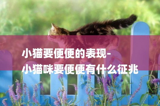 小貓要便便的表現-
小貓咪要便便有什么征兆
