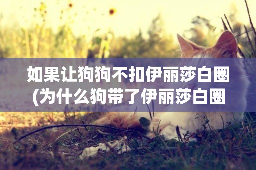 如果讓狗狗不扣伊麗莎白圈(為什么狗帶了伊麗莎白圈就不懂了)